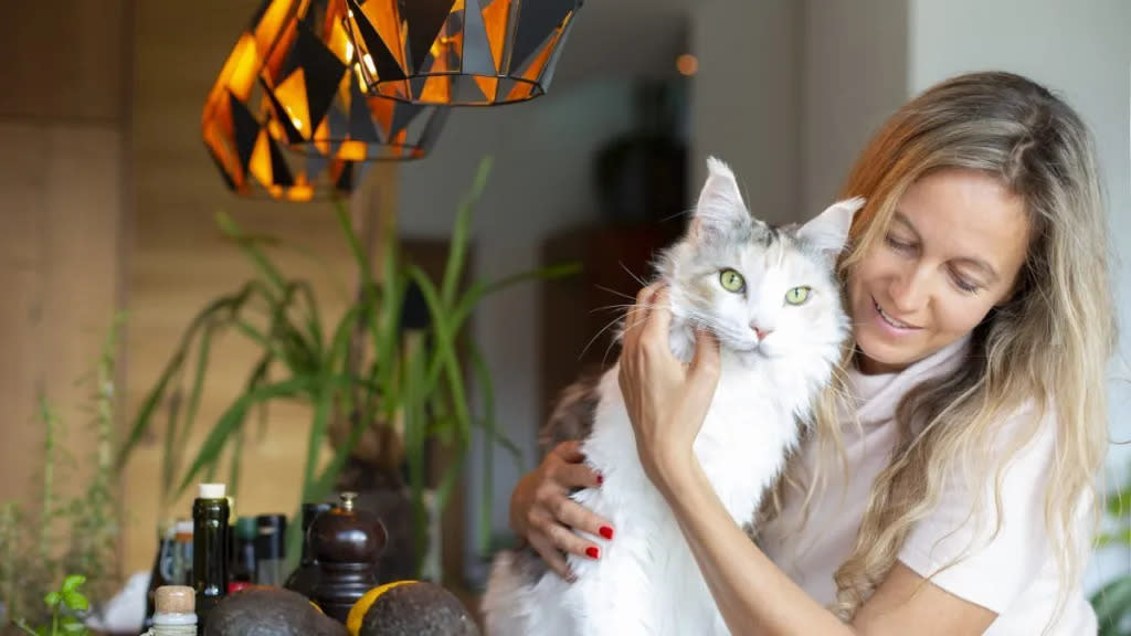 Owning a Maine Coon Cat