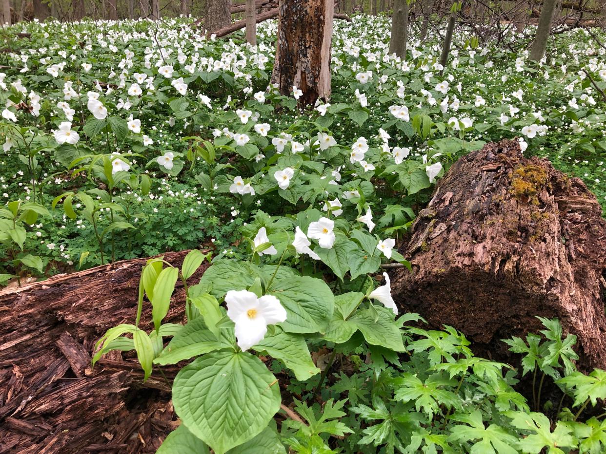 The large white trilliums are in full bloom at Bendix Woods County Park in New Carlisle among other native wildflowers, seen here on April 23, 2023.