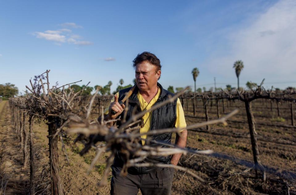 A man stands in a vineyard.