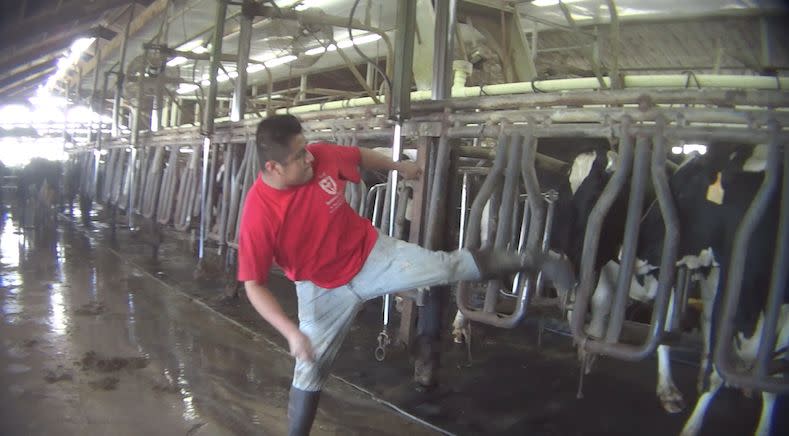 In a screenshot from an undercover video, a worker is seen kicking a dairy cow in the head. (Photo: Animal Recovery Mission)