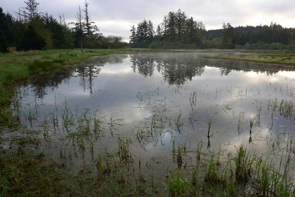 Near Tarlatt Slough in the South Bay Unit of Willapa National Wildlife Refuge, April 24, 2022