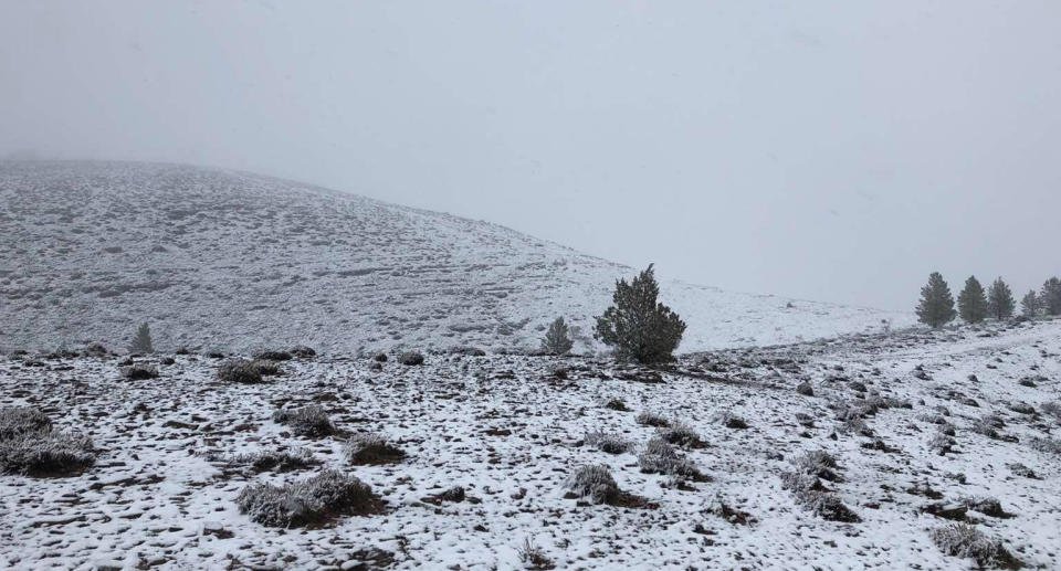 Skytrek Willow Springs Station's paddock is pictured covered in snow in South Australia.