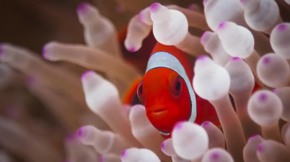 Nemo and his real-life friends are in danger from global warming. Credit: BBC Productions.