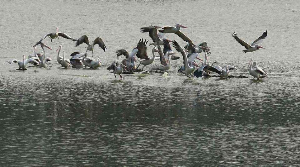 Travel India Wildlife Spotbill Pelicans