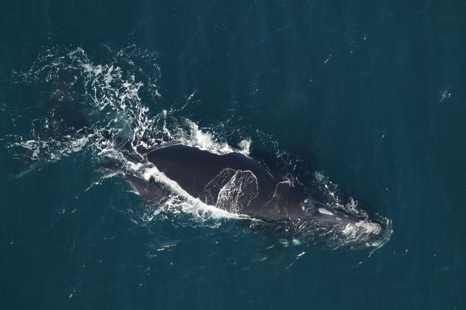 Image provided by the FWC Fish and Wildlife Research Center. Two newborn right whale calves were spotted NYE 2023, near Amelia Island and Nassau Sound.