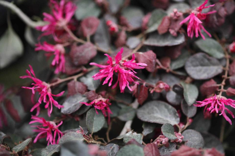 Loropetalum