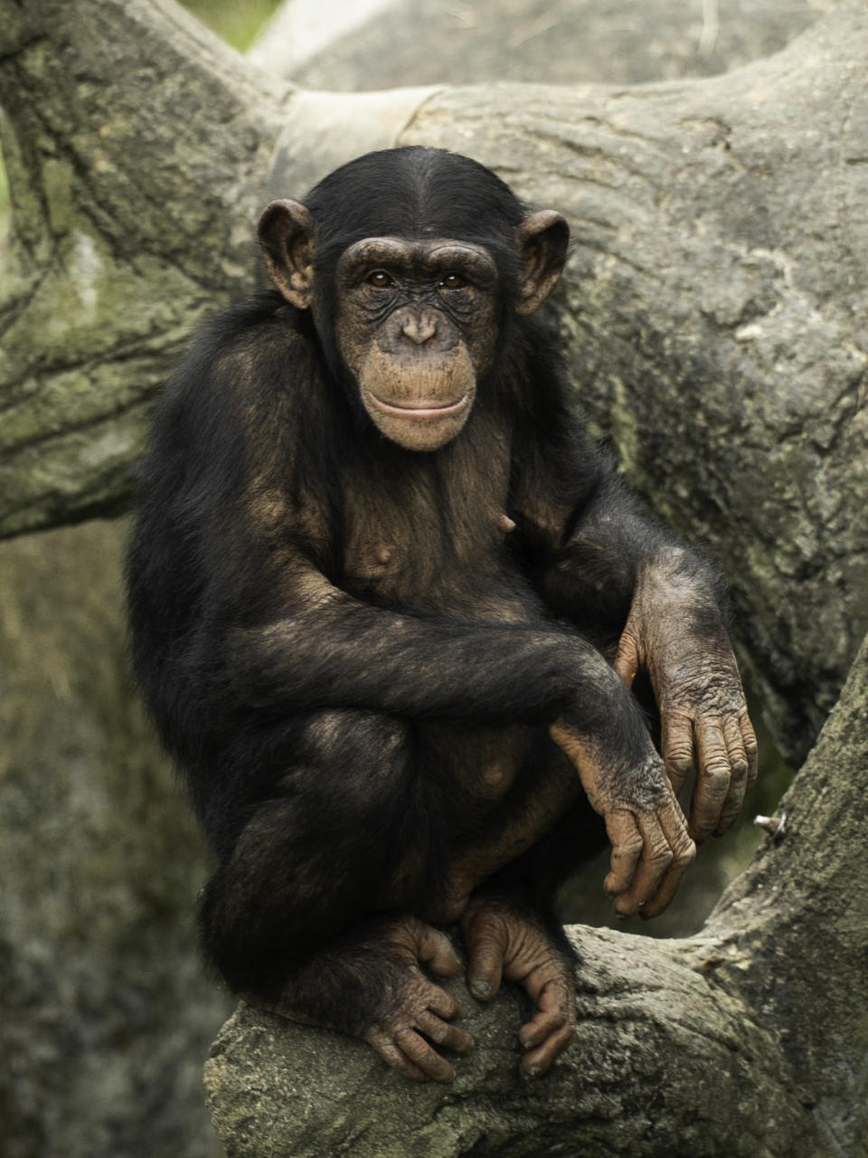 下次到動物園參觀時，帶著尊重和包容的態度，或許你會發現黑猩猩想要和你做朋友哦！（圖／台北市立動物園提供）