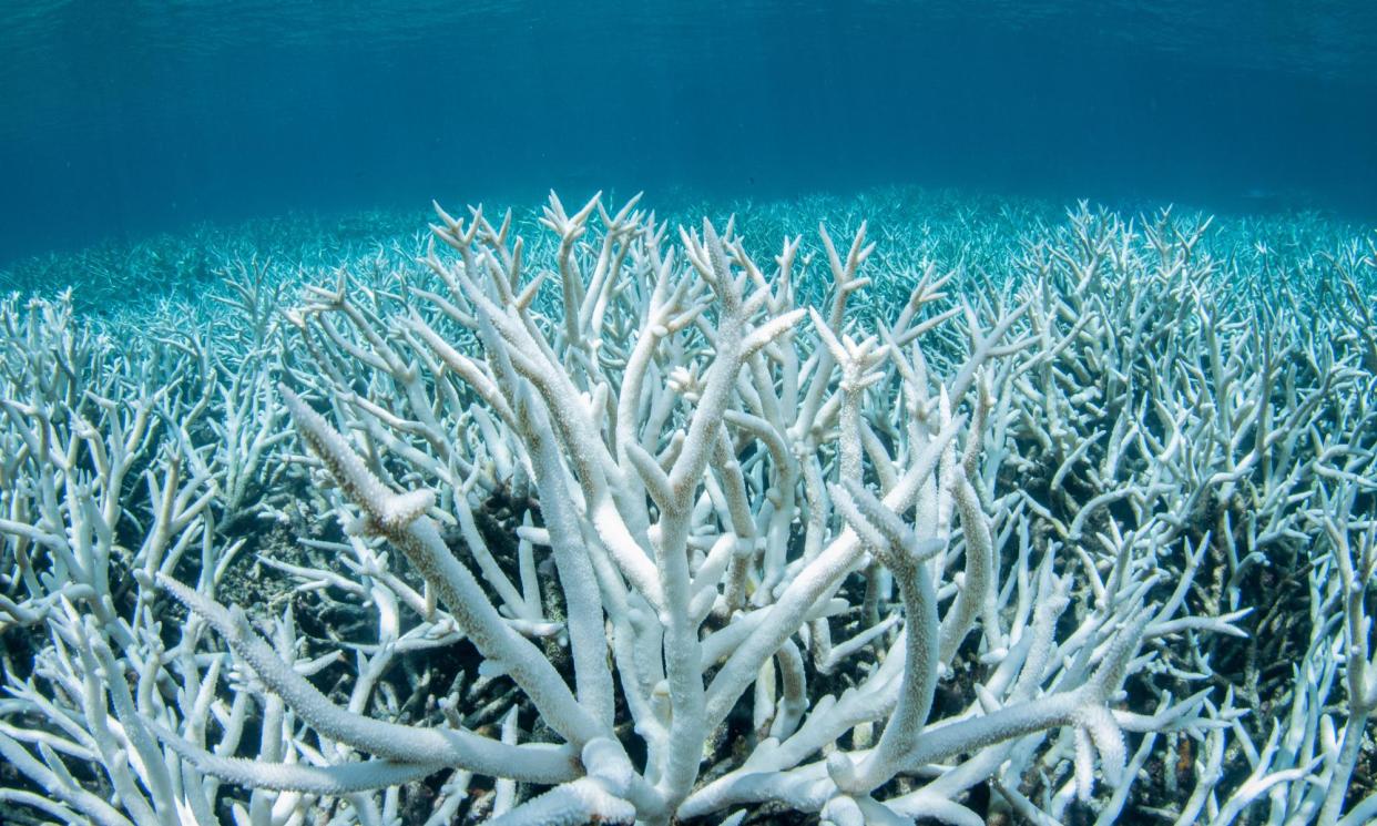 <span>The Great Barrier Reef has suffered its most severe coral bleaching in 2024, as US government scientists confirm a global bleaching event is under way.</span><span>Photograph: Brett Monroe Garner/Getty Images</span>