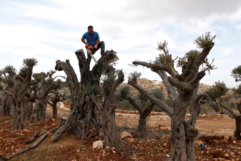 Palestinian man cuts olive wood to be carved into Christmas Nativity scenes and wooden figurines of the Holy Family, near Ramallah in the Israeli-occupied West Bank