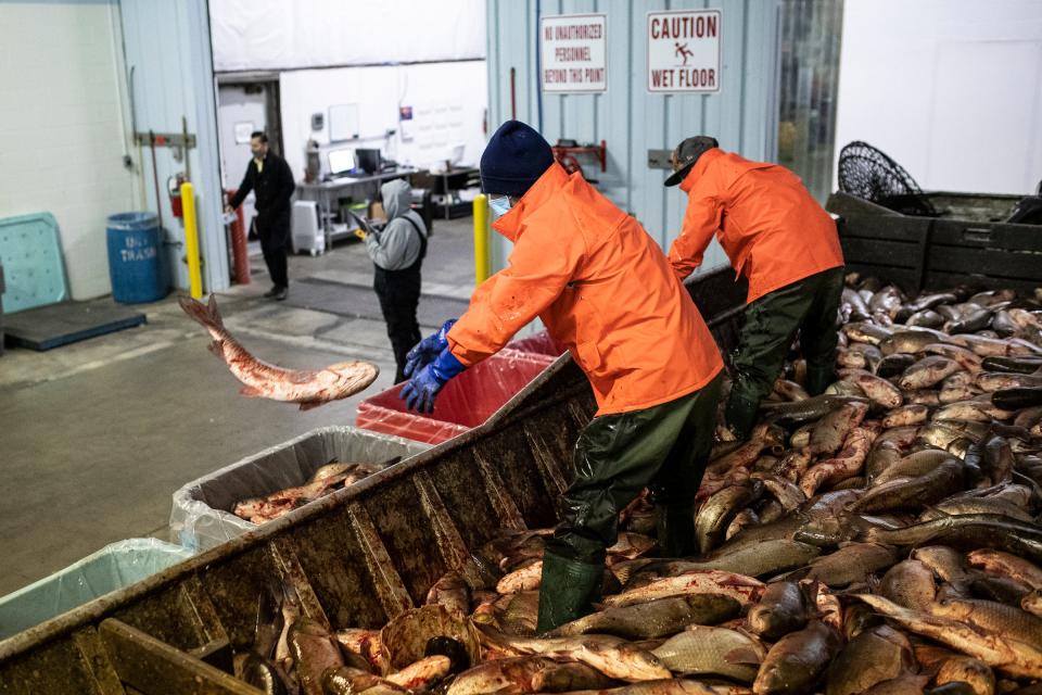 Product analyst Daniel Webber, center, left, and operation processor Zach McGinnis take carps off a boat and throw them in tote boxes based the species at Sorce Enterprise in Peoria, Ill., Wednesday, Feb. 3, 2021. 