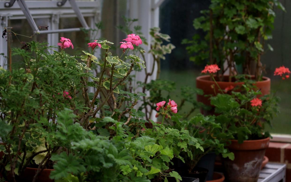 A range of geraniums in the greenhouse of the designer and businesswoman Cath Kidston