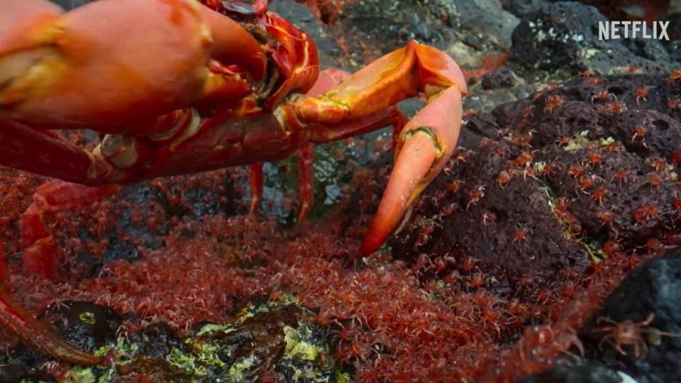 An adult red crab eating young crablets on a beach on Christmas Island.