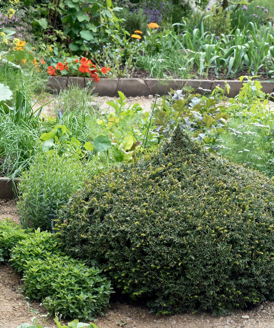 topiary shrub growing in vegetable garden