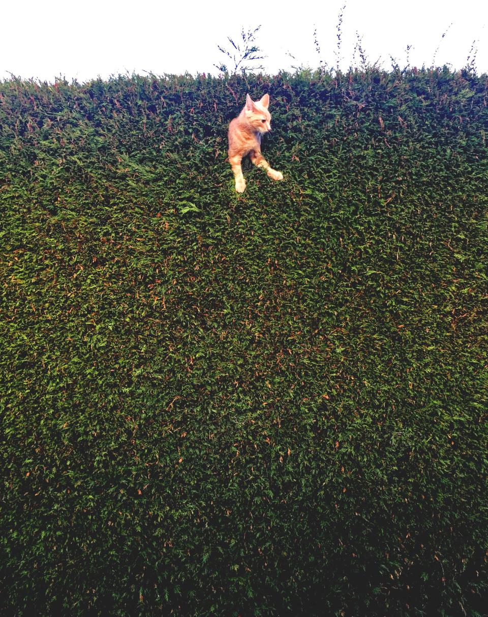 A cat stuck in a hedge.