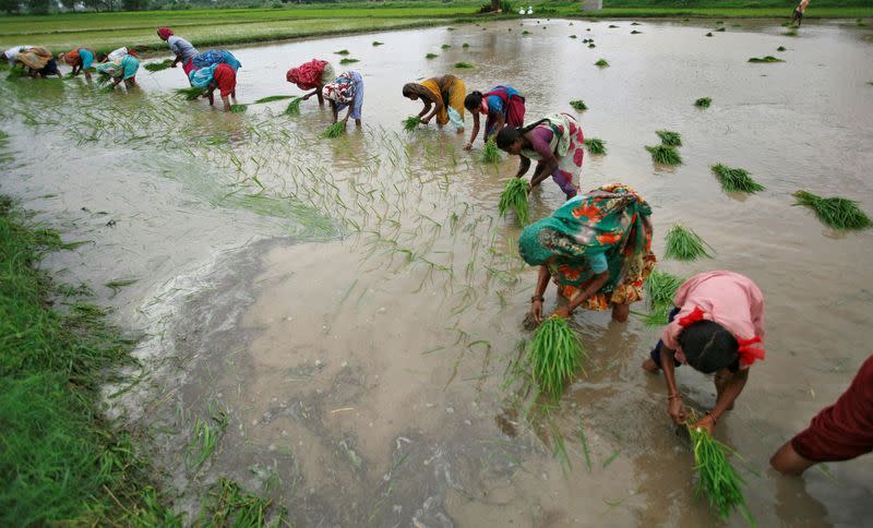 FILE PHOTO: Farmers plant rice saplings in a paddy field at Bhat village on the outskirts of Ahmedabad