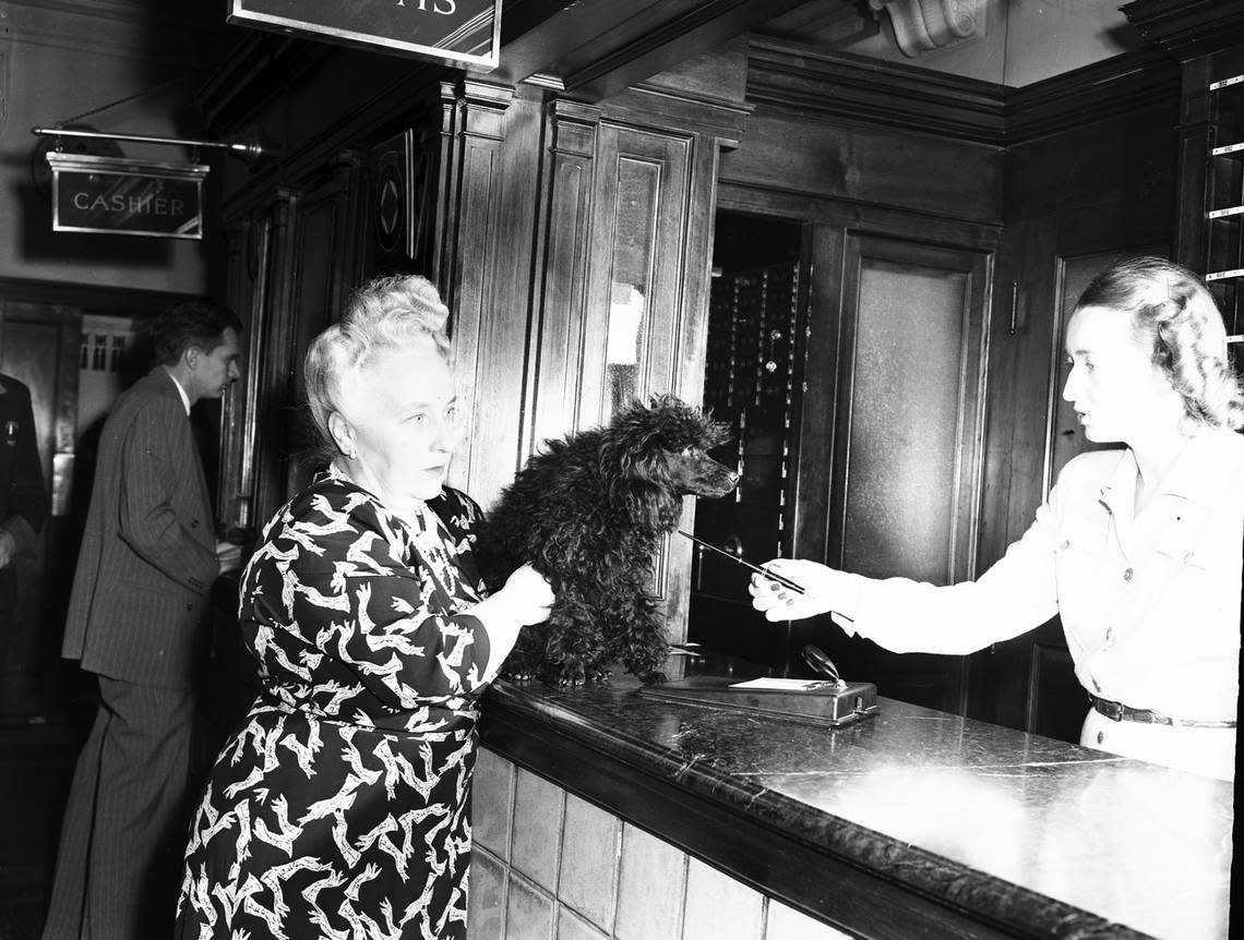 March 27, 1947: The pet poodle “Fifi” of Mrs. Pierre Monteux, wife of the San Francisco Symphony Orchestra’s conductor, at the Worth Hotel. “Fifi Monteux’s canine pride was vindicated when a room clerk handed her a fountain pen Thursday morning and invited her to register as a guest. Fifi had gained nationwide fame and sympathy last week when the Biltmore Hotel in Los Angeles refused her accommodations and Fifi wrote the manager a huffy letter about it.