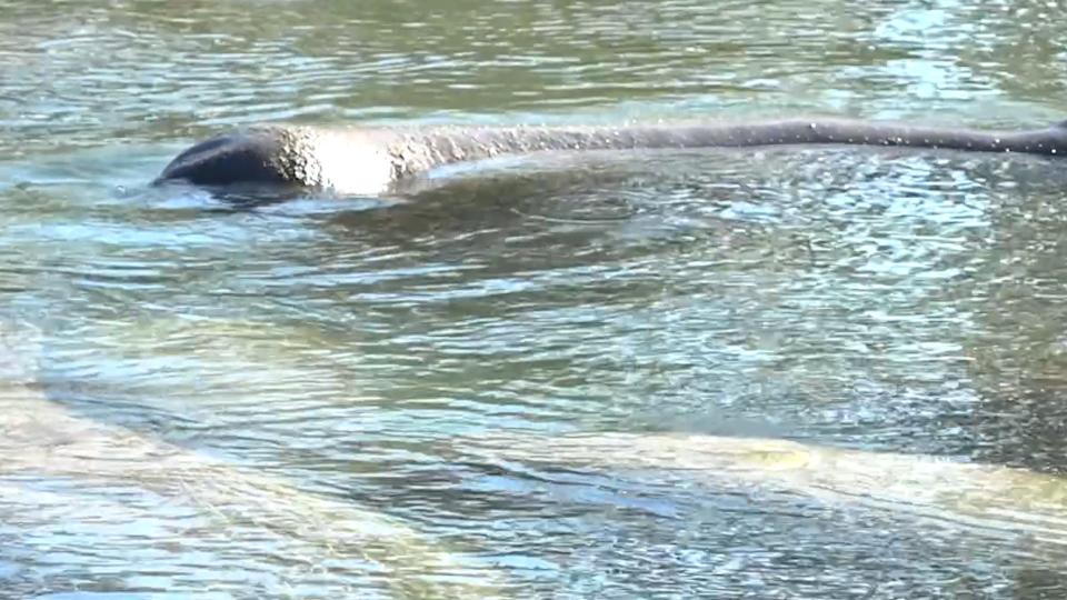 Manatee pokes its head above water at Three Sisters Springs, north of Tampa. The manatee is a threatened species native to Florida.