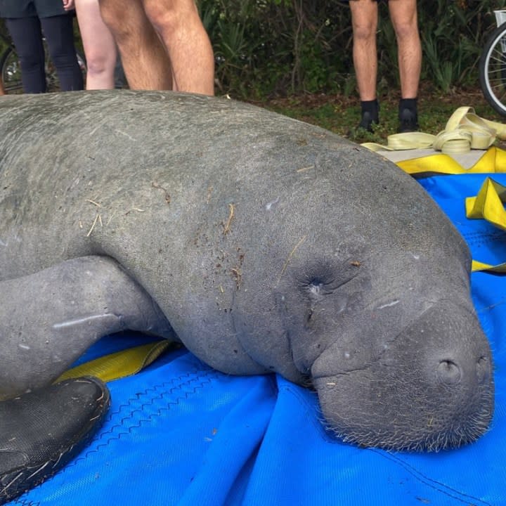 An image of ‘Flapjack’ after the rescue. Credit: FWC