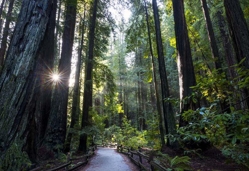 2. Gaze up at the giant redwoods at the Muir Woods National Monument.