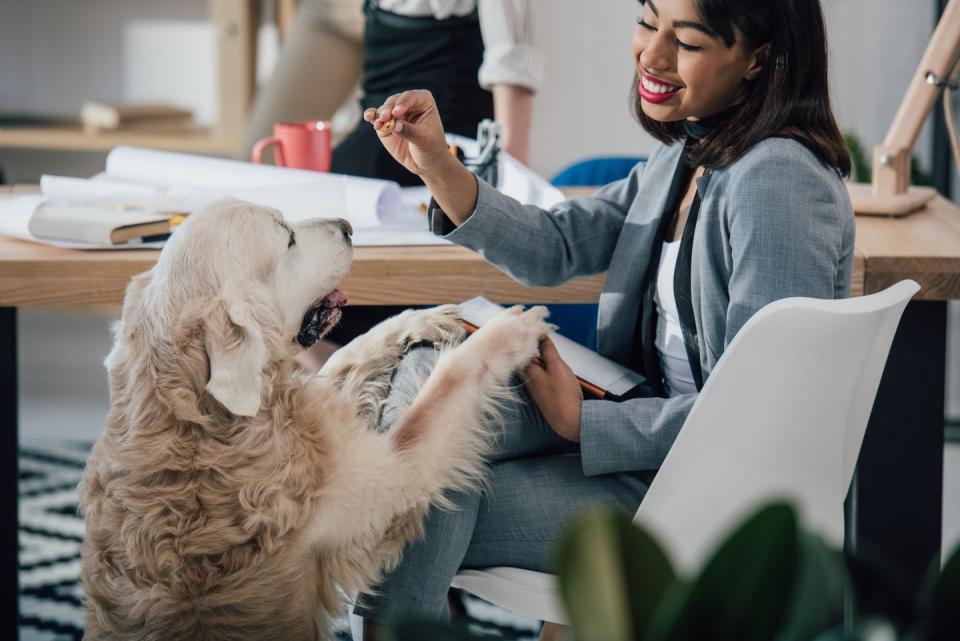<span class="caption">It is important to be able to care for your dogs while working without much disturbance.</span> <span class="attribution"><a class="link " href="https://www.shutterstock.com/image-photo/smiling-young-african-american-businesswoman-playing-655896841" rel="nofollow noopener" target="_blank" data-ylk="slk:Shutterstock;elm:context_link;itc:0;sec:content-canvas">Shutterstock</a></span>