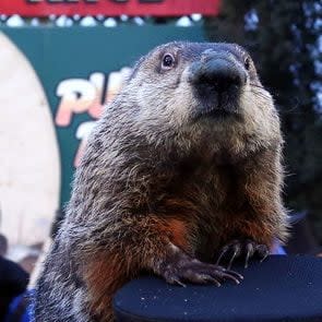 punxsutawney phil