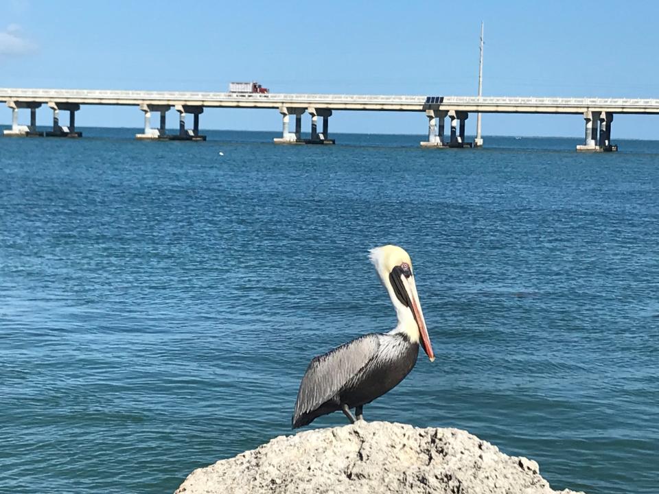 A brown pelican basks in the sun as the Overseas Highway passes in the distance. The 113-mile roadway from Key Largo to Key West, Florida, vaults across waterways and connects 44 islands via 42 bridges. It is one of the most scenic drives in the United States.