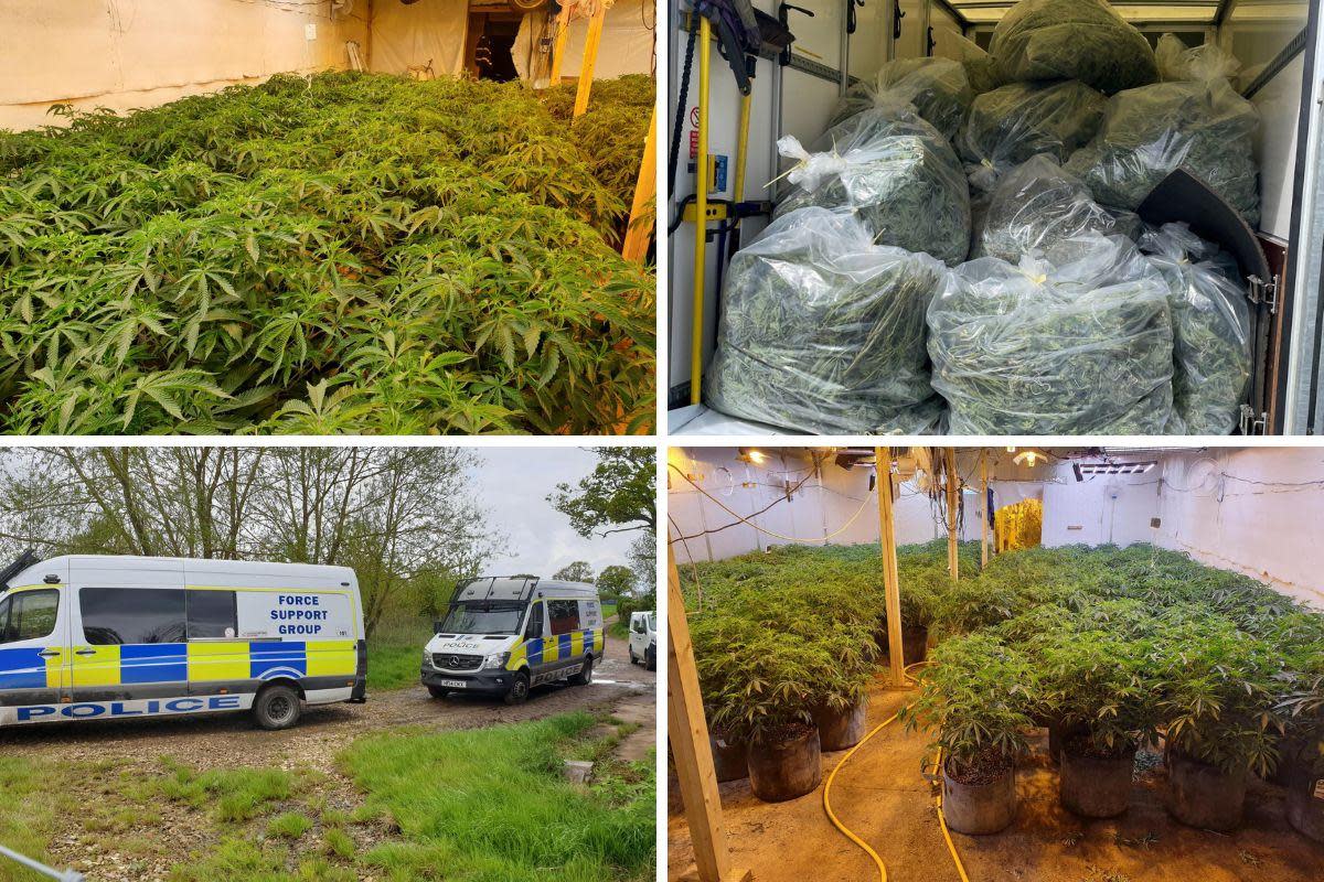 The large-scale cannabis grow was found on a farm in North Dorset <i>(Image: Dorset Police Specialist Operations)</i>