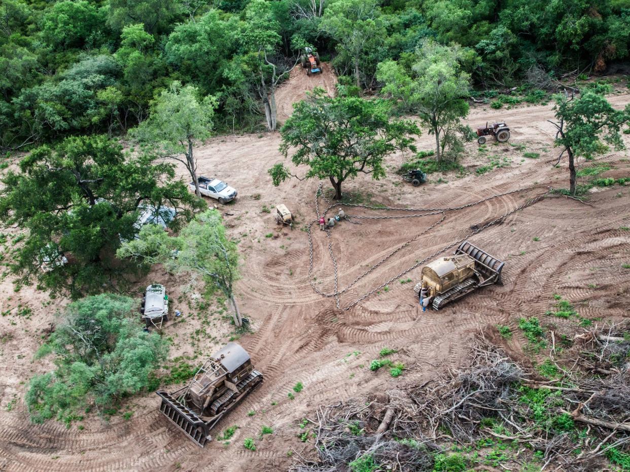 Illegal logging in Argentina, where forests are being replaced by soya plantations: Nicolas Villalobos / Greenpeace