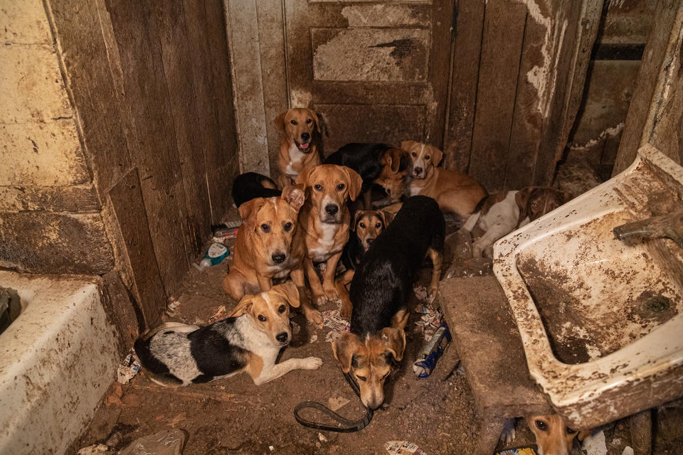 PUPPY MILLS Nineteen dogs were rescued by the ASPCA from a house of horrors in Missouri last year. - Credit: ASPCA