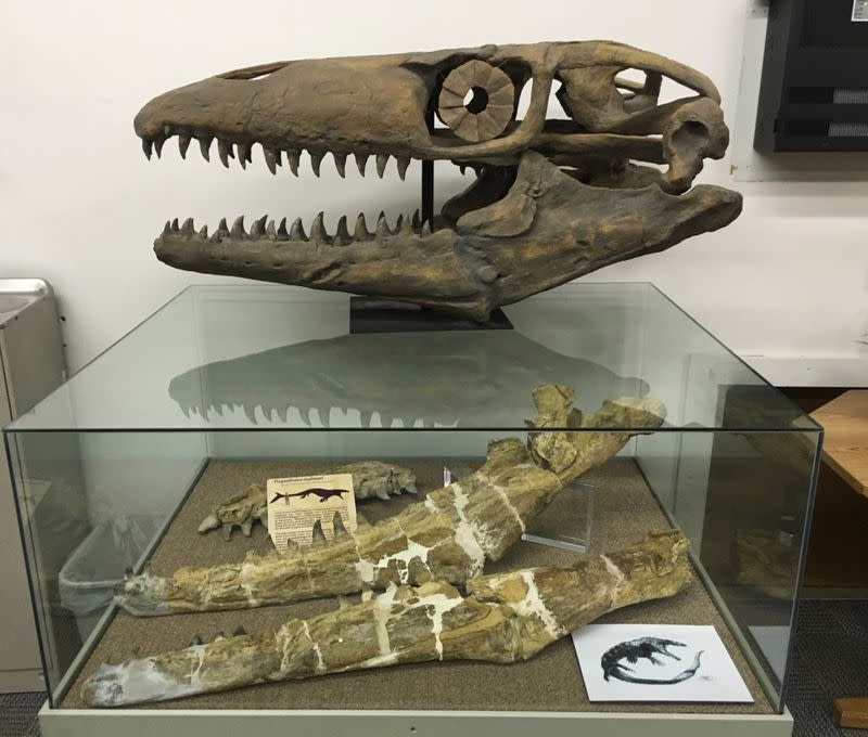 A model of the skull of the mosasaur Gnathomortis stadtmani and the jaw fossils are seen on display at Brigham Young University's Museum of Paleontology in Provo