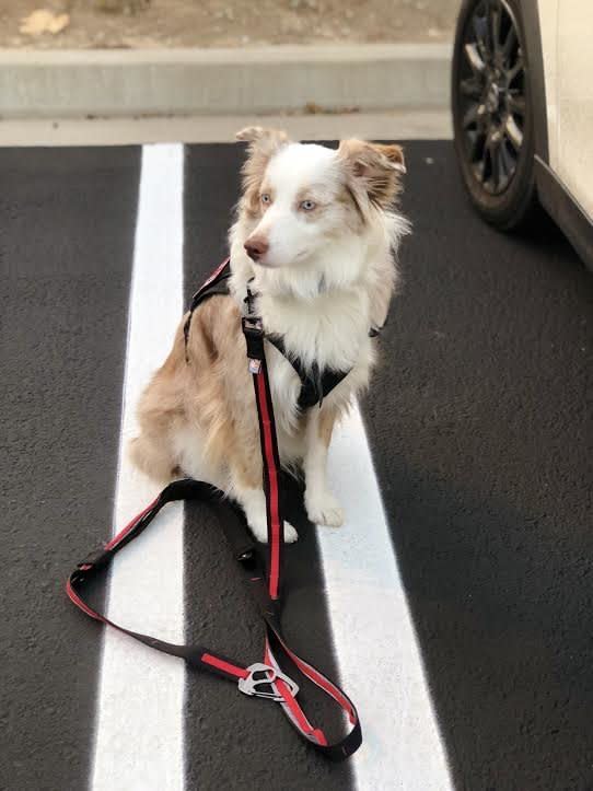 "Bindi has helped me immensely since starting service work. It takes a lot of time, hard work and money to train a service dog. But Bindi has proven that this is her job. She is task-trained to help mitigate my condition. Without her, I definitely would not be able to do some normal day-to-day activities. She&rsquo;s more than my service dog; she&rsquo;s my lifeline."&nbsp;&mdash; <i>Sophie Finneron, Bindi's mom (<a href="https://www.instagram.com/service.auss.bindi/" target="_blank" rel="noopener noreferrer">Follow Bindi on Instagram</a>)&nbsp;</i>