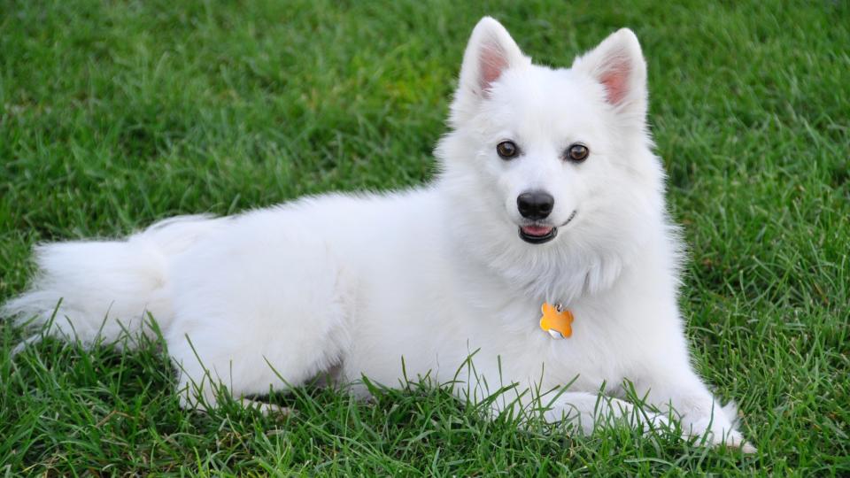 American Eskimo dog lying on the grass