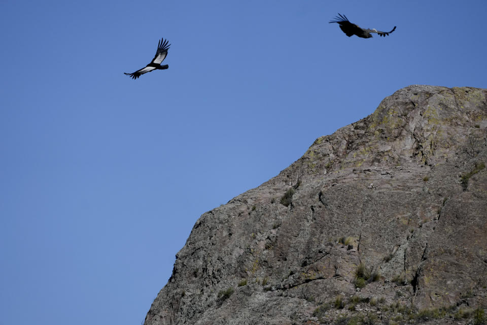 Dos cóndores antinos sobrevuelan la Sierra Paileman, donde hay una base de operaciones del Programa de Conservación del Cóndor Andino, en la provincia argentina de Río Negro, el 13 de octubre del 2022. (AP Photo/Natacha Pisarenko)