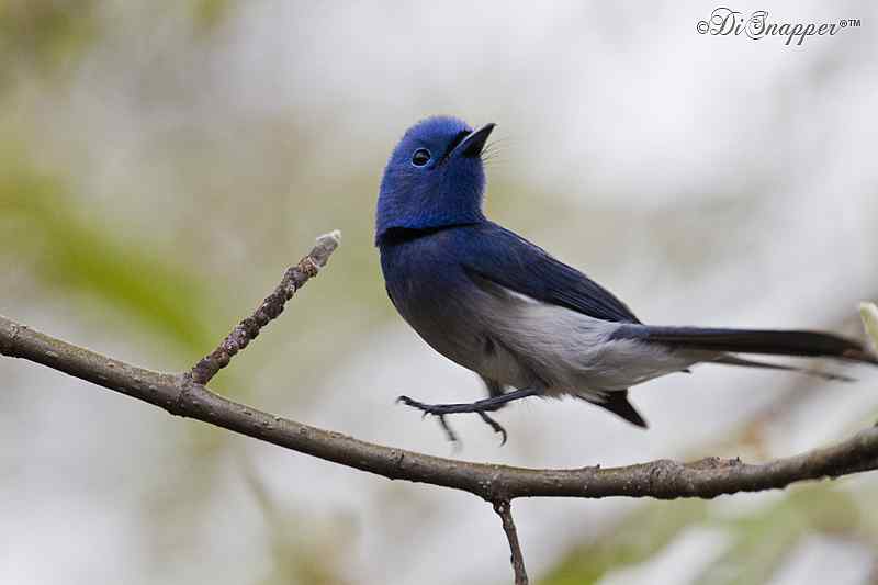 Travel Wildlife Black-naped Monarch