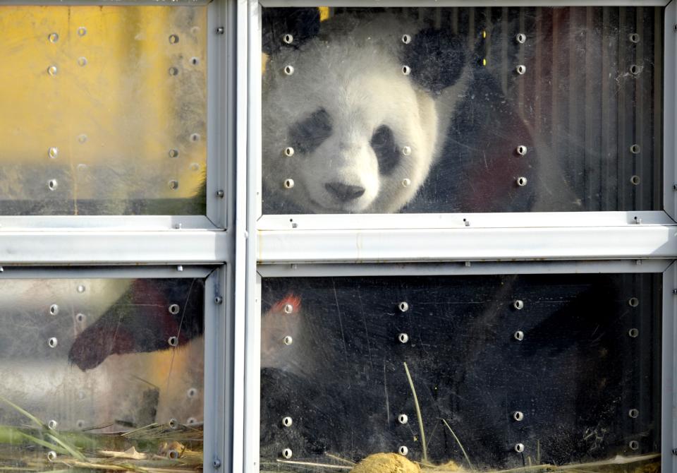 Giant pandas get a celebrity welcome in Belgium