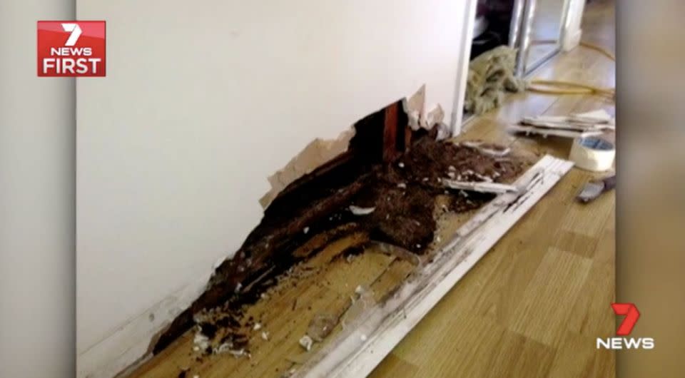 Andy Deyney's home was being destroyed by termites. Source: 7 News