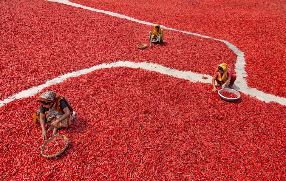 Millions of chillis create a red sea