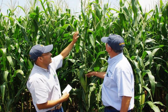 Two people in a cornfield looking at a corn plant.