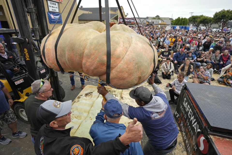 A new scale had to be installed in anticipation for Mr Gienger’s huge pumpkin (Eric Risberg / AP)