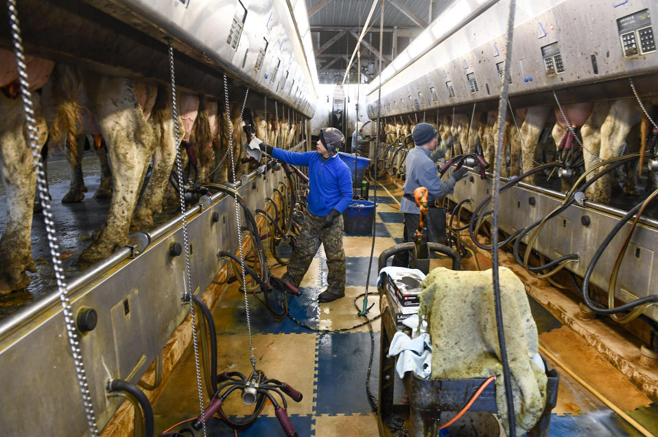 Farm workers milk dairy cows in the milking parlor at the Welcome Stock Farms Tuesday, Jan. 25, 2022, in Schuylerville, N.Y. Some workers and their advocates say the change would bring long-delayed justice to agricultural workers in New York. But the prospect is alarming farmers. (AP Photo/Hans Pennink)