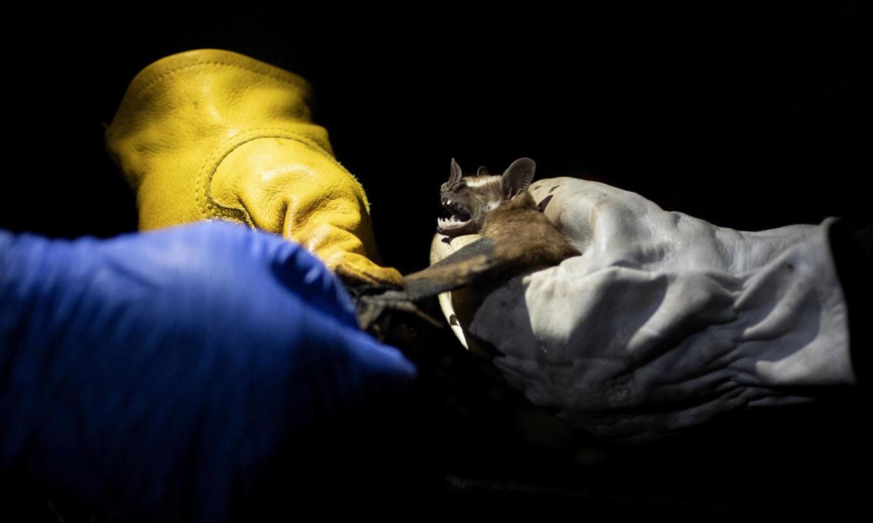 <span>Researchers from Brazil's state-run Fiocruz Institute shine a light on a bat as part of a project to study viruses present in wild animals.</span><span>Photograph: Silvia Izquierdo/AP</span>
