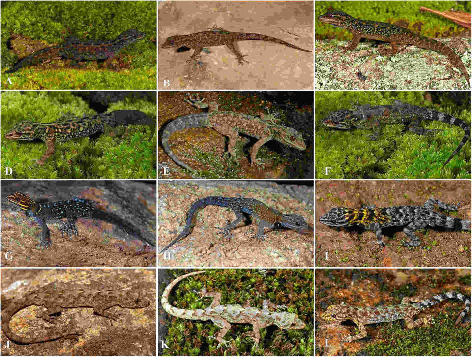 Images of 12 different gecko species, including Cnemaspis jackieii, which was named after Jackie Chan.