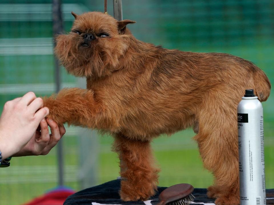 dog getting nails done westminster