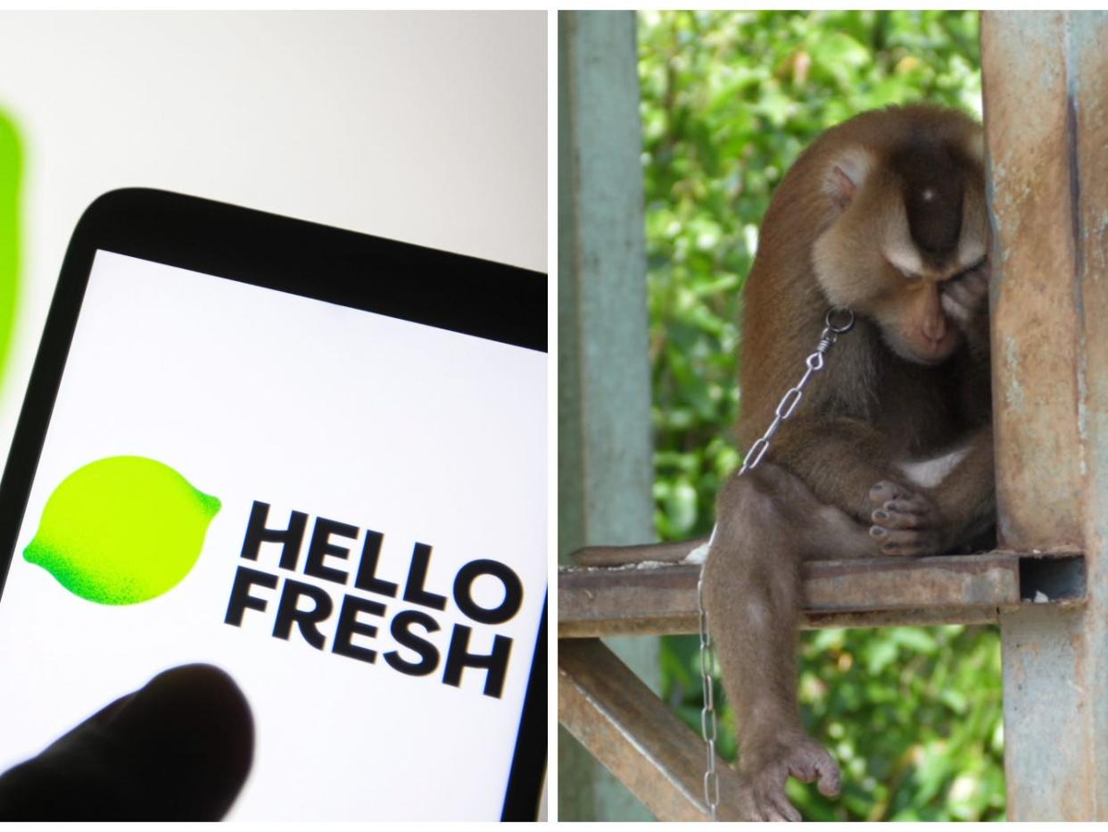 Hello Fresh logo and a chained monkey in Thailand