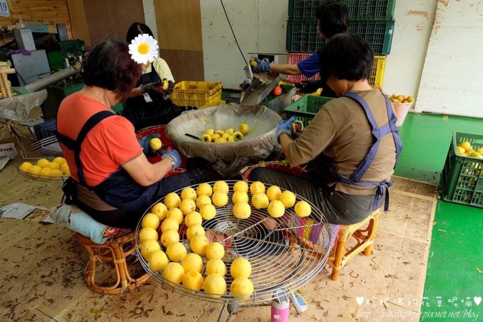 2015新埔柿餅節，金漢杮餅教育農園體驗曬柿風情