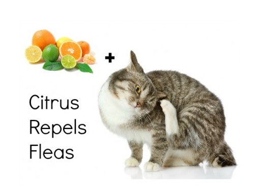 Citrus Repels Fleas