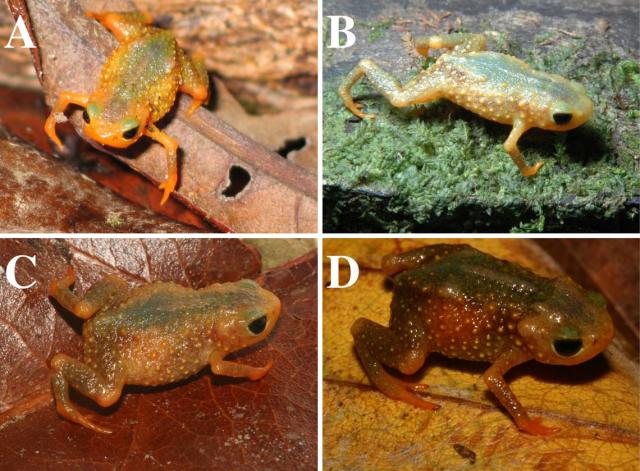 Pumpkin'-colored creatures found mating in Brazil forest turn out to be new  species