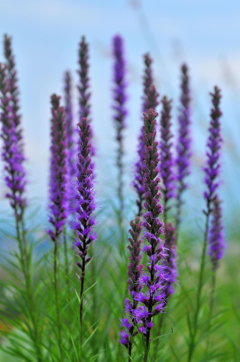 liatris spicata blazing star dense blazing star gay feather