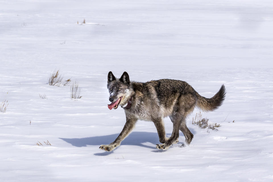 926F, also known as "Spitfire," was killed by a hunter last month after wandering just outside Yellowstone National Park. (Photo: Mark Perry via Getty Images)