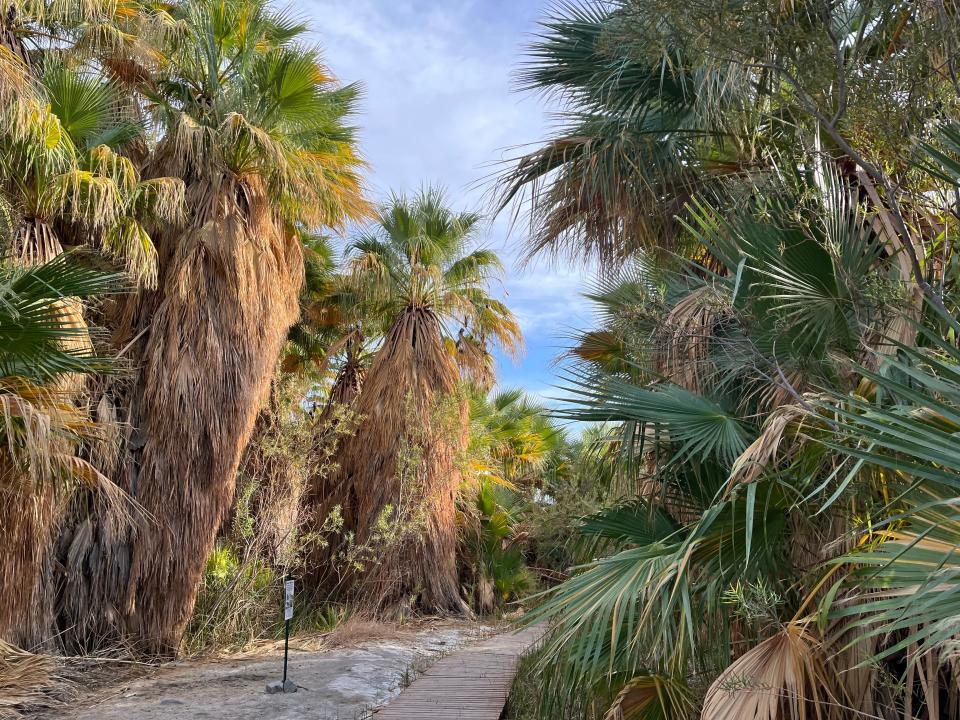 A view of the boardwalk through the Thousand Palms Oasis on November 4, 2022.